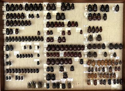 a lot of beetles that are on display in a wooden frame