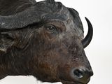 an image of a close up of a buffalo ' s head