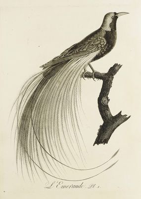 dessin représentant un oiseau perché sur une branche, avec de longues plumes à la queue