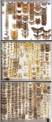 a lot of moths on display in a glass case