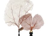 deux vases contenant une sorte de corail
