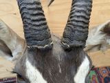 a antelope with long horns on a rug
