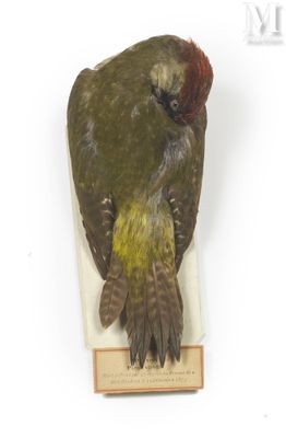 a stuffed bird that is sitting on a white surface