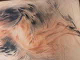 drawing of a bird in profile on a piece of paper on a table