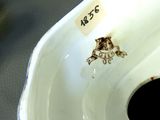 a close up of a white bowl with a cat on it