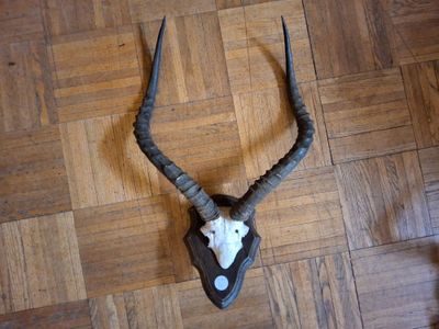 une tête d'antilope posée par terre, avec une longue corne