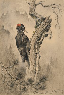 dessin représentant un pic perché sur une branche d'arbre mort