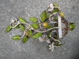une plante qui pousse hors du sol