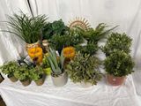 de nombreuses plantes en pot posées sur une table recouverte d'une nappe blanche