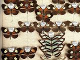 a lot of butterflies that are on display in a glass case