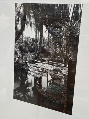une photo en noir et blanc d'un étang dans les bois