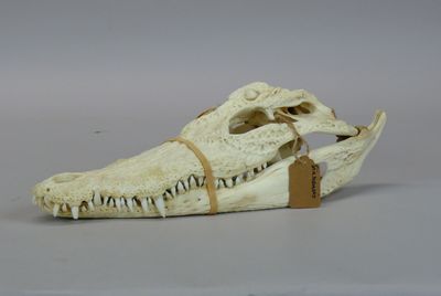 a small animal skull with a tag on it ' s neck