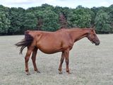 a brown horse that is standing in a field