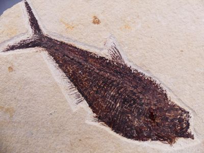 an image of a fossil fish is shown on a piece of paper