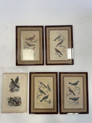 four framed bird prints on a wall in a room