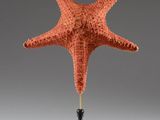 une étoile de mer orange posée sur un socle noir, sur un fond gris