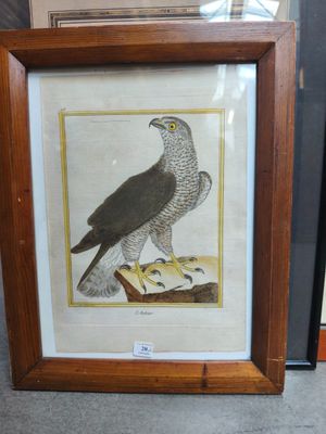 une photo d'un oiseau de proie exposée dans un cadre en bois