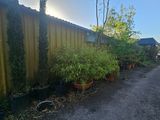 de nombreuses plantes en pot alignées le long de la route