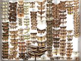 a lot of butterflies that are on display in a box