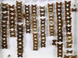 une vitrine remplie d'une grande variété de papillons