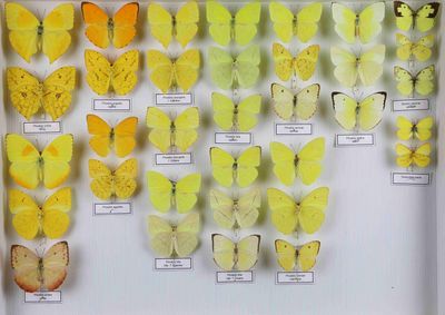 de nombreux types de papillons différents présentés dans une vitrine
