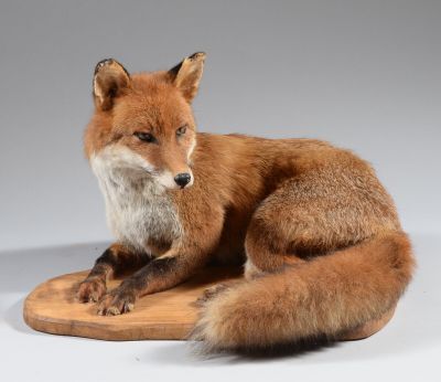 une image représentant un renard empaillé assis sur une planche en bois