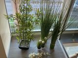 many plants that are sitting on the floor in front of a window
