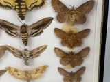 a lot of moths that are in a shadow box
