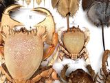 many different kinds of crabs and other animals on display