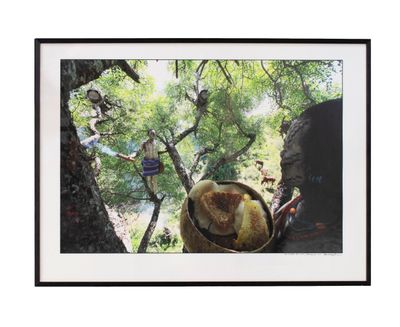 une photo d'une photo représentant une personne dans un arbre
