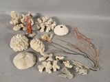 many different types of corals on the table
