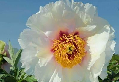 a large white flower with a yellow center in the middle of a field