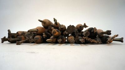 a pile of nuts on a white surface with a white background