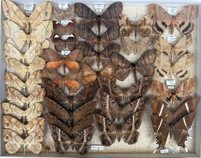many different types of moths displayed in a display case