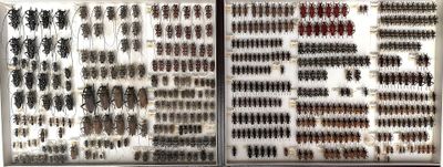 many different kinds of insects on display in a glass case