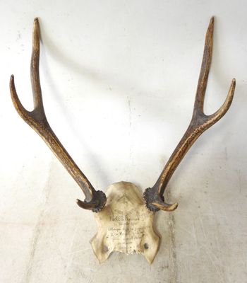 an image of a deer ' s head with antlers on a wall