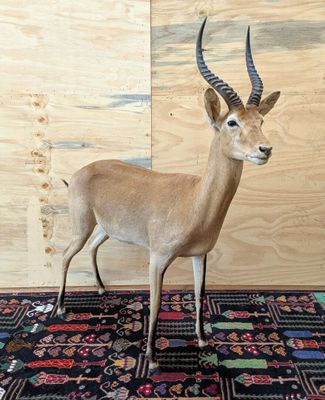 une fausse antilope posée sur un tapis dans une pièce