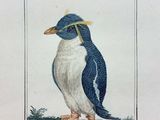 a blue and white bird sitting on a rock