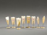 Plusieurs modèles de dents sont alignés les uns à côté des autres sur une surface grise