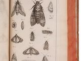 an open book with illustrations of moths and other insects on it