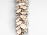 une photo d'une sculpture composée de coquillages posée sur un socle
