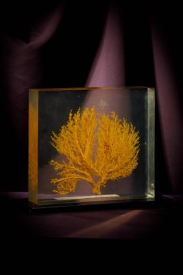 un corail orange dans une boîte en verre sur fond noir