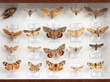 many different moths displayed in a display case