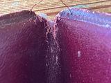 a bug that is sitting on top of a piece of wood