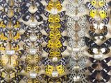 many different types of butterflies on display in a display case