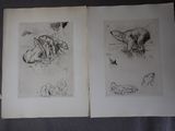 Deux dessins d'animaux sont reproduits dans un livre posé sur une table