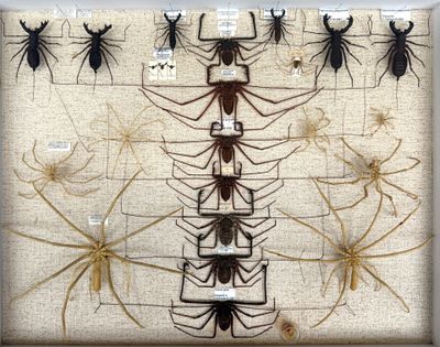 many different types of insects on display in a glass case