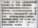 de nombreux coléoptères exposés dans un cadre blanc