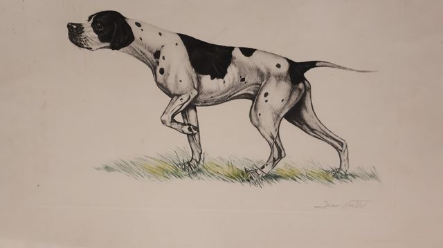 Lithographie « un pointer en pied » Jean Herblet