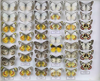 de nombreux types de papillons différents présentés dans une vitrine